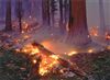 تصویر آتش سوزی وسیع جنگل ها و عذر بدتر از گناه مسوولان !!!