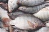 تصویر آیا ماهی تیلاپیا آلوده است؟