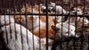 تصویر نجات صد گربه در چین که قرار بود خورده شوند 