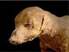 تصویر کشف 8 ميليون‌ سگ موميايي شده در مصر 