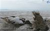 تصویر آب ارس به داد دریاچه ارومیه نمی‌رسد 