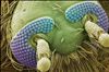 تصویر تصاویر میکروسکوپی از غیرقابل مشاهده ترین بخشهای زندگی انسان