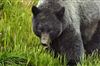 تصویر حمله‎ خرس های ‌خاکستری ‌به ‌یک ‎روستا/ مردم به تنهایی به کوه نروند