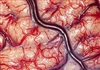 تصویر عکس خارق‌العاده از مغز انسان زنده !