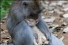 تصویر فرزندخواندگی یک بچه گربه توسط میمون (تصویری)