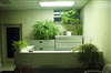 تصویر بهبود کیفیت تنفسی محل کار با گیاهان آپارتمانی