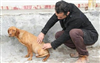 تصویر حکم شلاق و یک سال آموزش رفتار با حیوانات برای متهم سگ‌کشی 