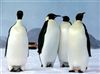 تصویر خطر نابودی در کمین پنگوئن‌ها 