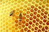 تصویر چگونه عسل طبیعی را از تقلبی تشخیص دهیم؟