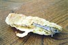 تصویر یک لقمه نان با قاتق مارمولک! پلمپ یک نانوایی به علت وجود مارمولک در نان 