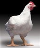 تصویر مرغ‌‌های کشتار تهران 50 درصد سرب دارند! / بعد از برنج، کالباس و آب، موج آلودگی‌ها به مرغ و پیاز رسید