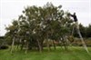تصویر درختی با 250 نوع سیب متفاوت + عکس