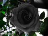 تصویر عجیب ترین نوع گل رز +تصاویر