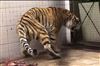 تصویر علت مرگ ببر سیبریایی در باغ وحش مشخص شد