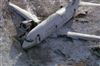 تصویر تصاويری از کادر پرواز و تنها خدمه بازمانده در هواپيمای بوئینگ 