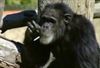 تصویر شامپانزه سیگاری در53 سالگی گذشت !