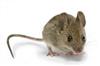 تصویر پژوهشگران موفق به خاموش کردن احساس ترس در موش ها شدند