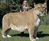 تصویر لایگر: نصف شیر، نصف ببر/ بزرگ‌ترین گربه‌سان جهان را ببینید