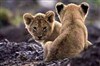 تصویر راز بچه‌ شیرهای کشف‌ شده در تهران برملا شد