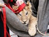 تصویر بچه شیرها با یدک کش اسب، قاچاق می شدند