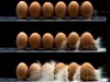 تصویر تخم مرغ های غیر بهداشتی در صنایع غذایی 