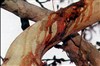 تصویر ثبت ملی درختی که در عاشورا خون گریه می‌کند 