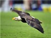 تصویر پرواز عقاب در فضاي ورزشگاه و حيرت تماشاگران 