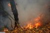 تصویر آتش سوزی در جنگل های گلستان (گزارش تصویری) 