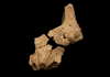 تصویر محققان اسپانیایی: احتمالا قدیمی‌ترین فسیل انسانی اروپا را کشف کرده‌ایم 